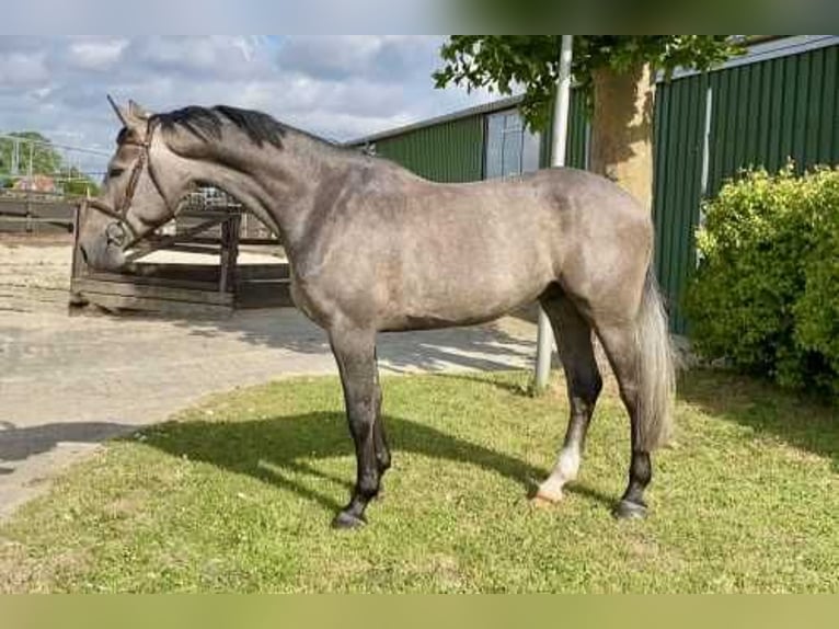 Zangersheide Caballo castrado 5 años 169 cm Tordo in Bladel