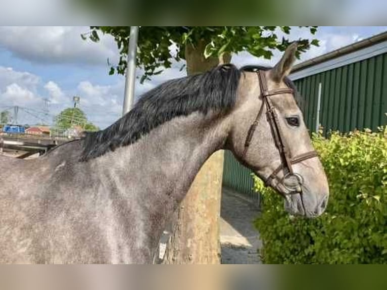 Zangersheide Caballo castrado 5 años 169 cm Tordo in Bladel