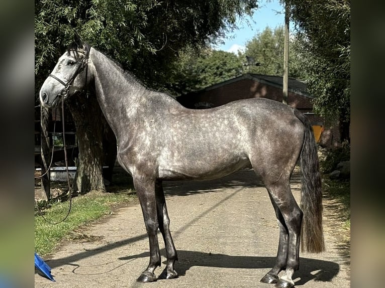 Zangersheide Caballo castrado 5 años 169 cm Tordo in Maaseik