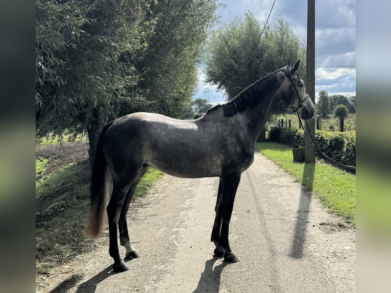 Zangersheide Caballo castrado 5 años 169 cm Tordo in Maaseik