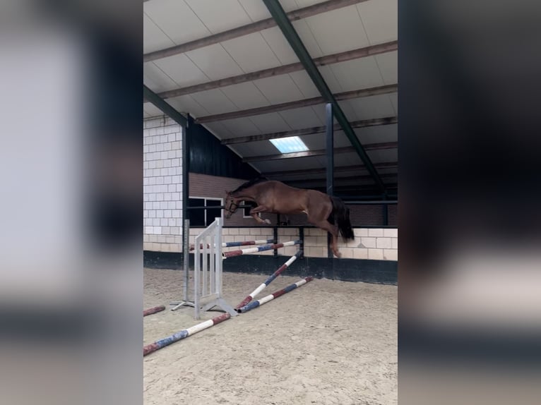 Zangersheide Caballo castrado 5 años 170 cm Alazán-tostado in Messel