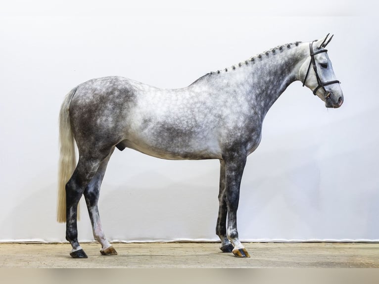 Zangersheide Caballo castrado 5 años 170 cm  in Waddinxveen