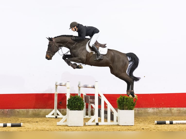 Zangersheide Caballo castrado 5 años 170 cm in Waddinxveen