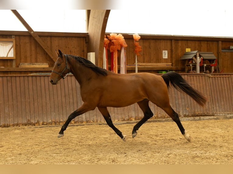 Zangersheide Caballo castrado 5 años 170 cm Castaño in Tann