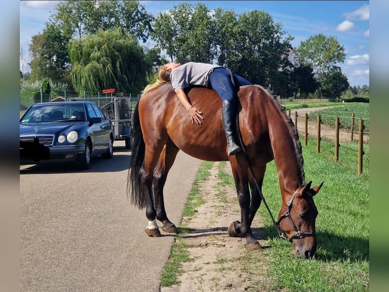 Zangersheide Caballo castrado 5 años 170 cm Castaño in Kaldenkirchen