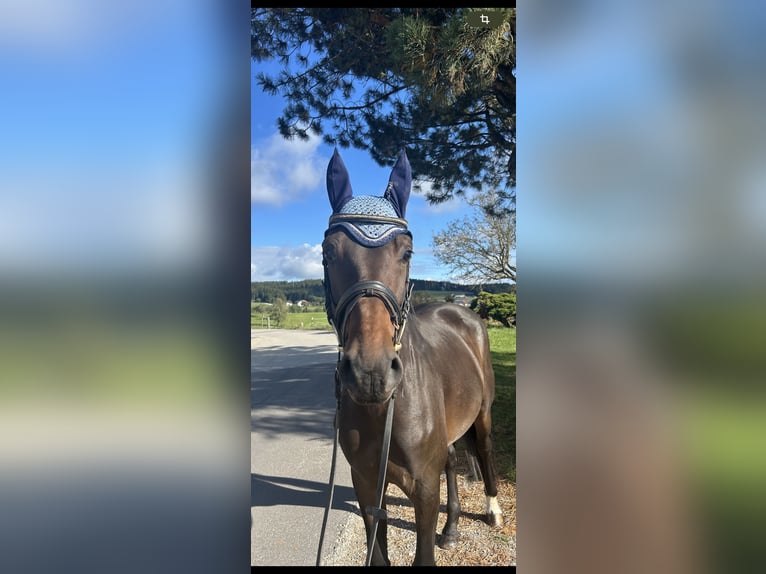 Zangersheide Caballo castrado 5 años 170 cm Castaño in Pelmberg