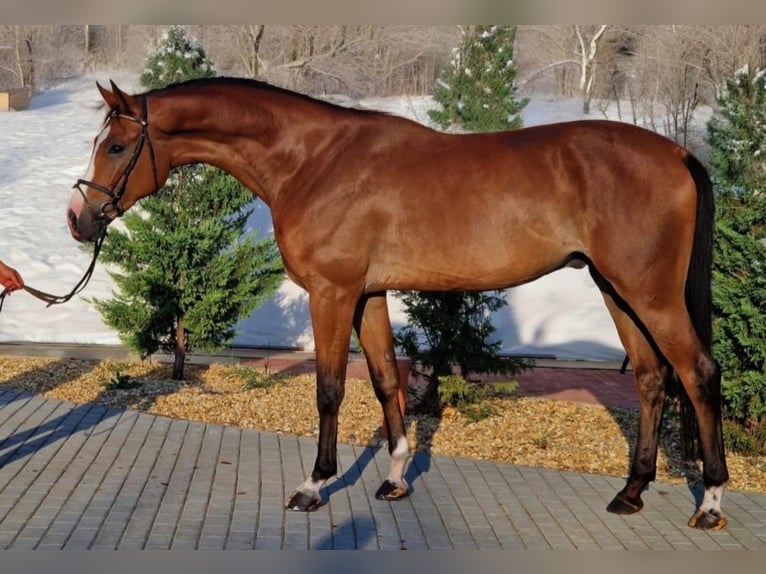 Zangersheide Caballo castrado 5 años 170 cm Castaño in Halberain