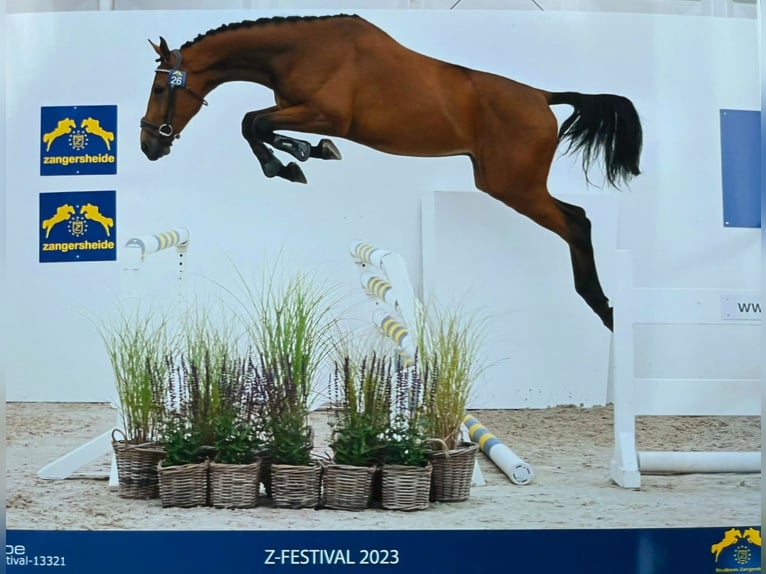 Zangersheide Caballo castrado 5 años 170 cm Castaño in Neuss