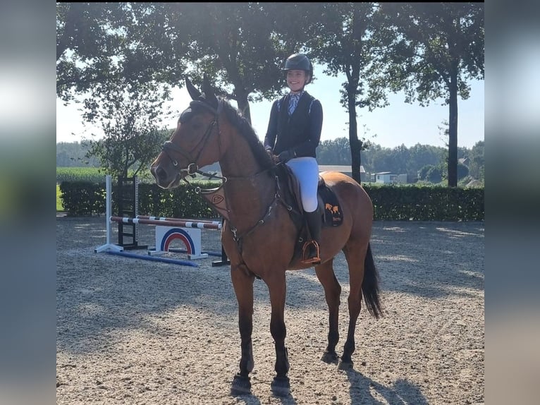 Zangersheide Caballo castrado 5 años 170 cm Castaño in Neuss