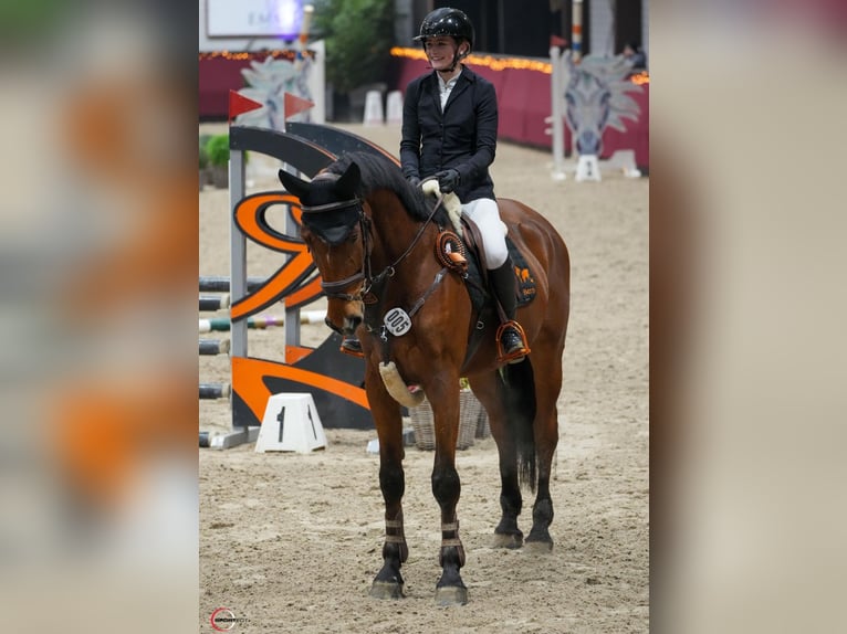 Zangersheide Caballo castrado 5 años 170 cm Castaño in Neuss