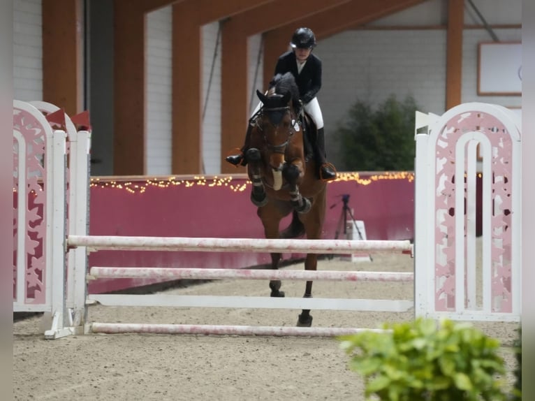 Zangersheide Caballo castrado 5 años 170 cm Castaño in Neuss