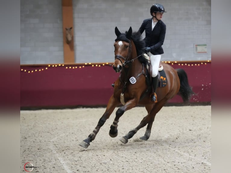 Zangersheide Caballo castrado 5 años 170 cm Castaño in Neuss