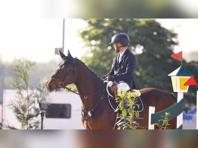 Zangersheide Caballo castrado 5 años 170 cm Castaño in Willich