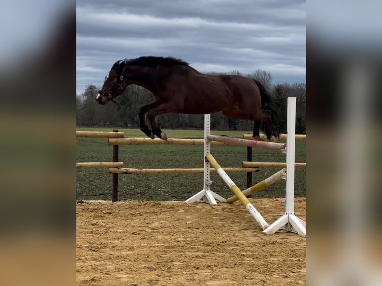 Zangersheide Caballo castrado 5 años 170 cm Castaño in Mons-en-Pévèle