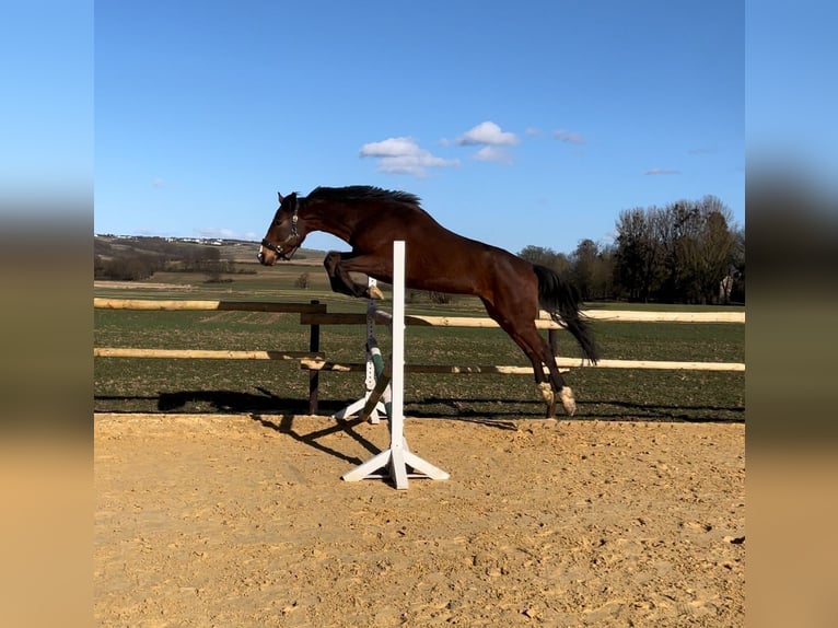 Zangersheide Caballo castrado 5 años 170 cm Castaño in Mons-en-Pévèle