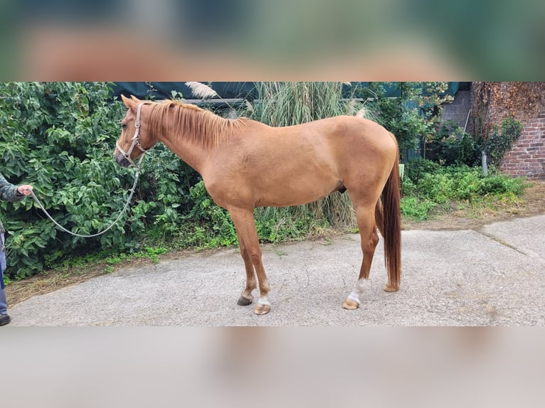 Zangersheide Caballo castrado 5 años 170 cm Castaño claro in Issum