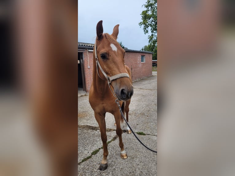 Zangersheide Caballo castrado 5 años 170 cm Castaño claro in Issum