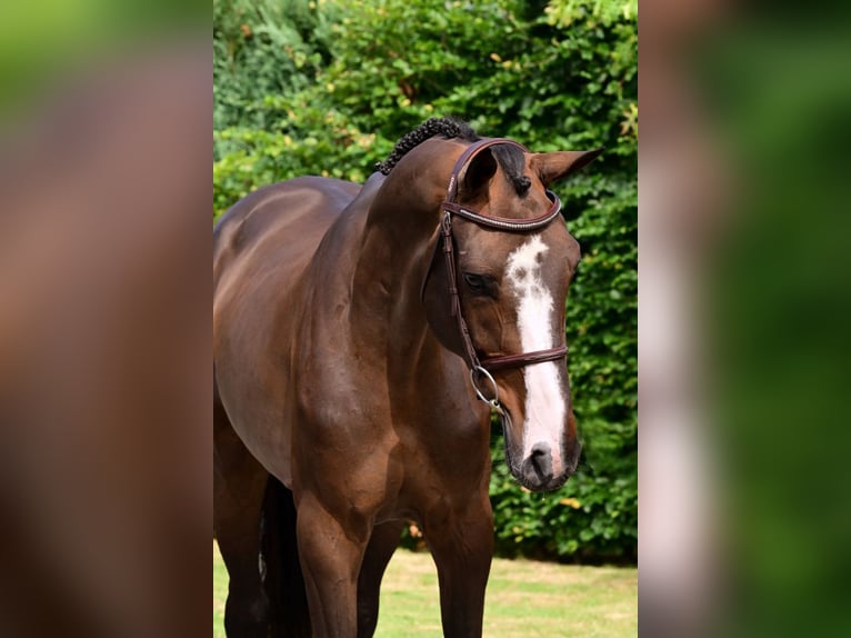 Zangersheide Caballo castrado 5 años 170 cm Castaño oscuro in Bladel