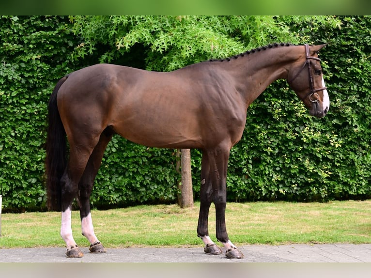 Zangersheide Caballo castrado 5 años 170 cm Castaño oscuro in Bladel