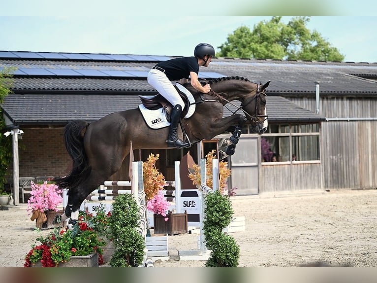 Zangersheide Caballo castrado 5 años 170 cm Castaño oscuro in Bladel