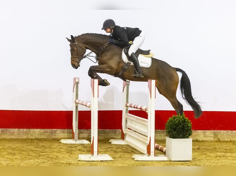 Zangersheide Caballo castrado 5 años 170 cm Castaño oscuro in Waddinxveen