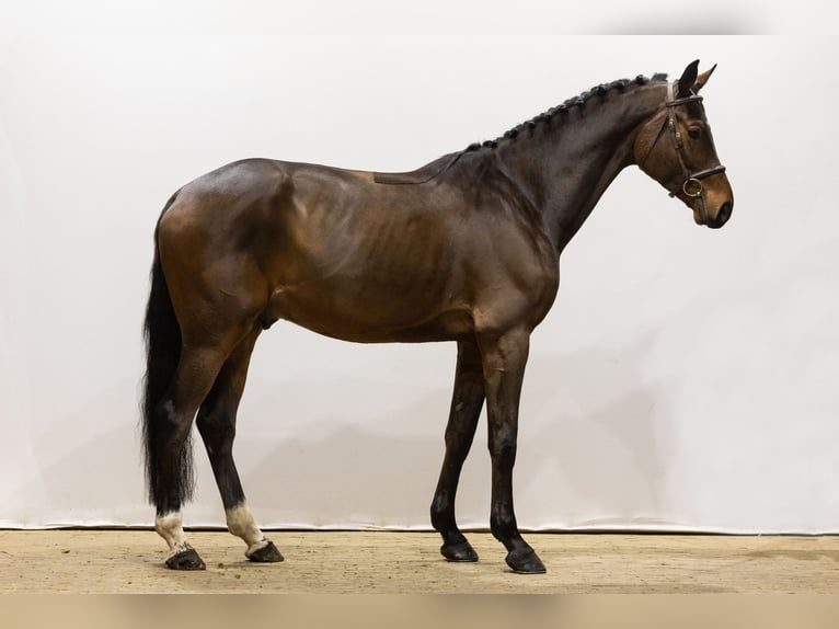 Zangersheide Caballo castrado 5 años 170 cm Castaño oscuro in Waddinxveen