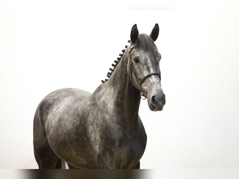 Zangersheide Caballo castrado 5 años 170 cm Tordo in Waddinxveen