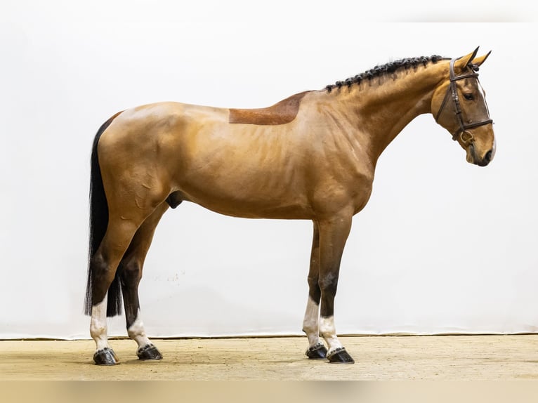 Zangersheide Caballo castrado 5 años 171 cm Castaño in Waddinxveen