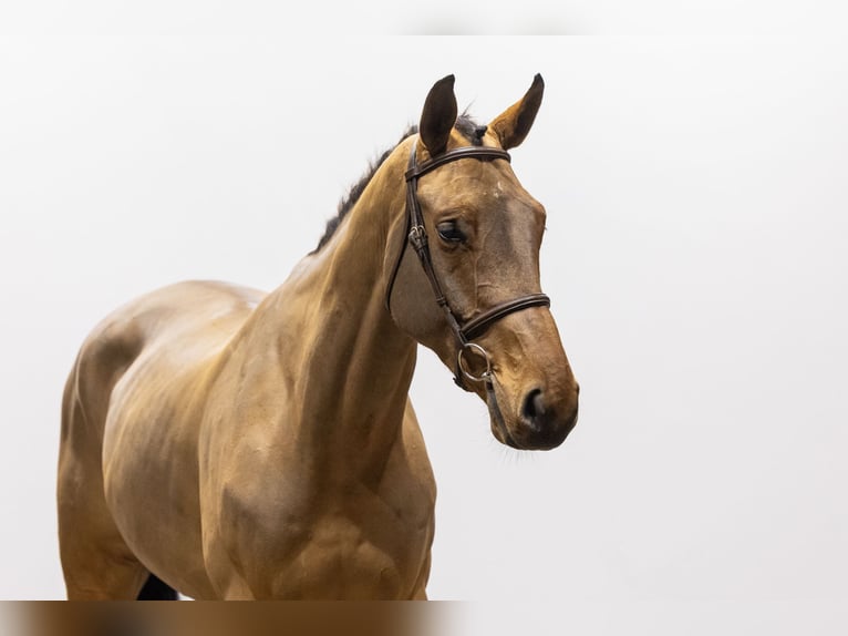 Zangersheide Caballo castrado 5 años 171 cm Castaño in Waddinxveen