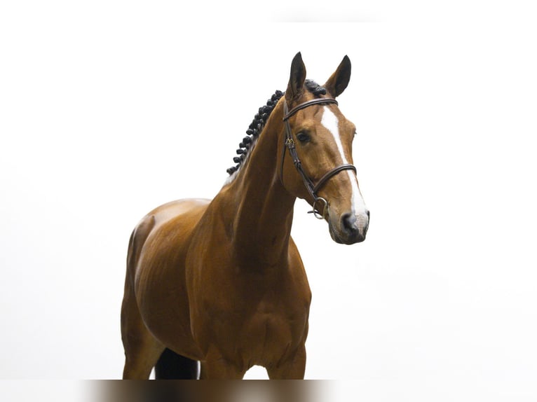Zangersheide Caballo castrado 5 años 171 cm Castaño in Waddinxveen Zangersheide Caballo castrado 5 años 171 cm Castaño in Waddinxveen