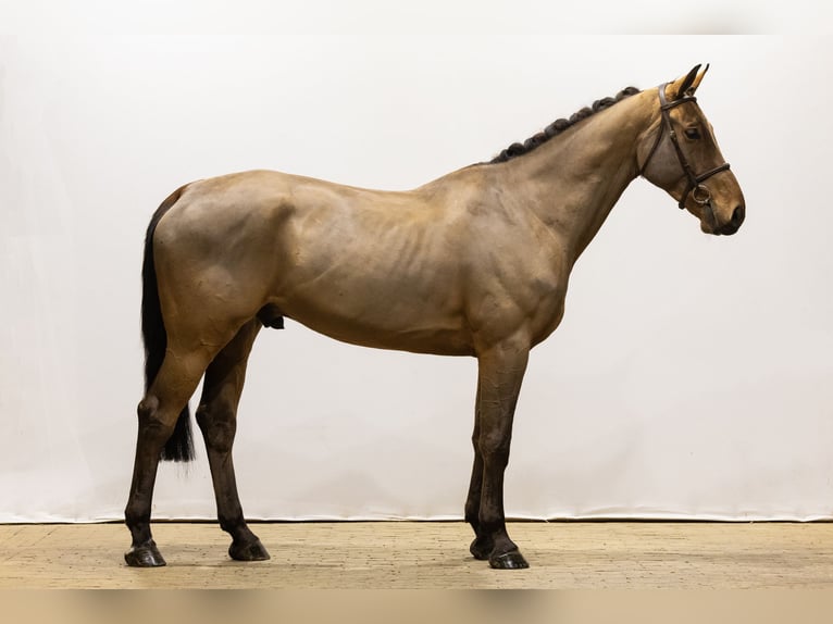 Zangersheide Caballo castrado 5 años 171 cm Castaño in Waddinxveen