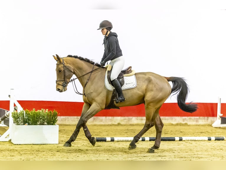 Zangersheide Caballo castrado 5 años 171 cm Castaño in Waddinxveen