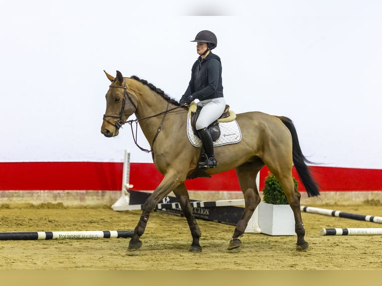 Zangersheide Caballo castrado 5 años 171 cm Castaño in Waddinxveen