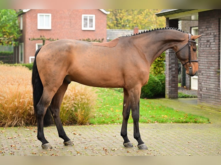 Zangersheide Caballo castrado 5 años 172 cm Castaño in Bladel