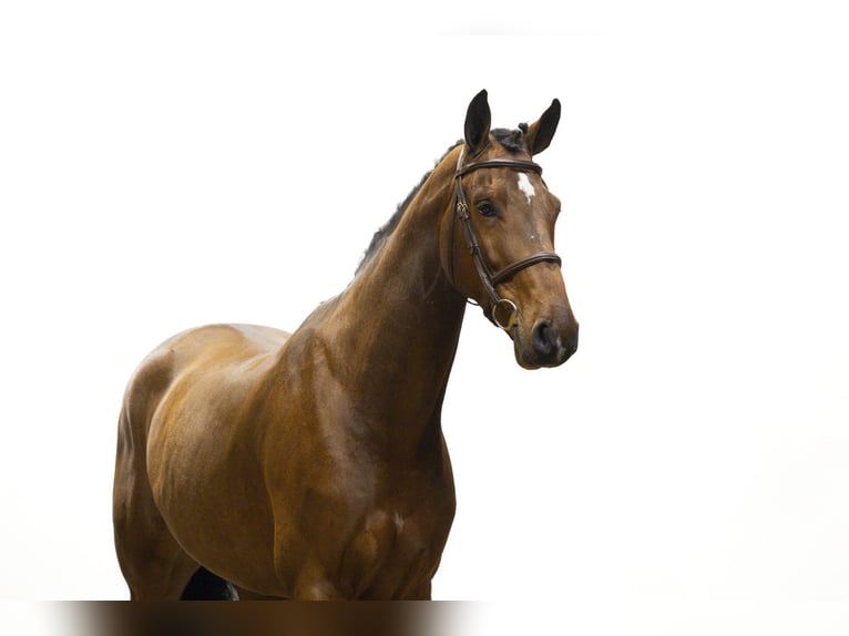 Zangersheide Caballo castrado 5 años 172 cm Castaño in Waddinxveen