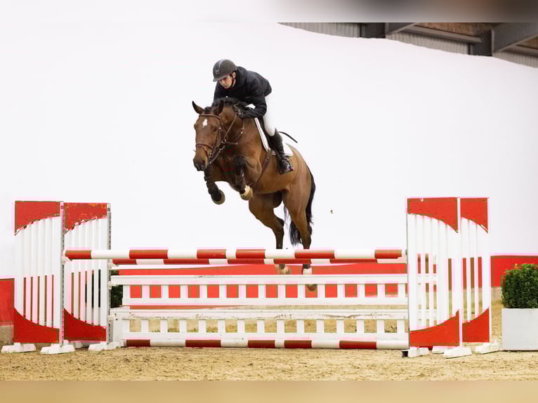 Zangersheide Caballo castrado 5 años 172 cm Castaño in Waddinxveen