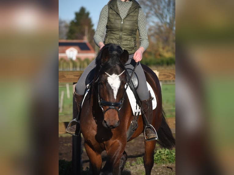 Zangersheide Caballo castrado 5 años 172 cm Castaño oscuro in Achtmaal