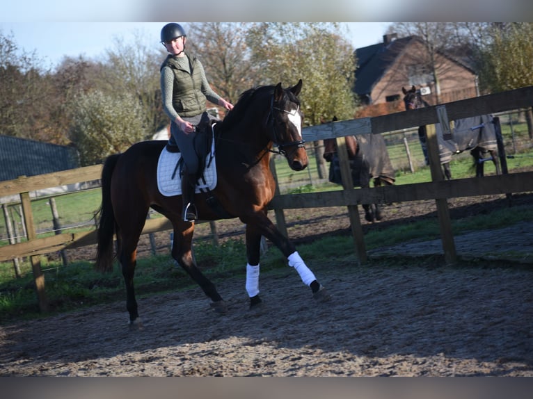 Zangersheide Caballo castrado 5 años 172 cm Castaño oscuro in Achtmaal