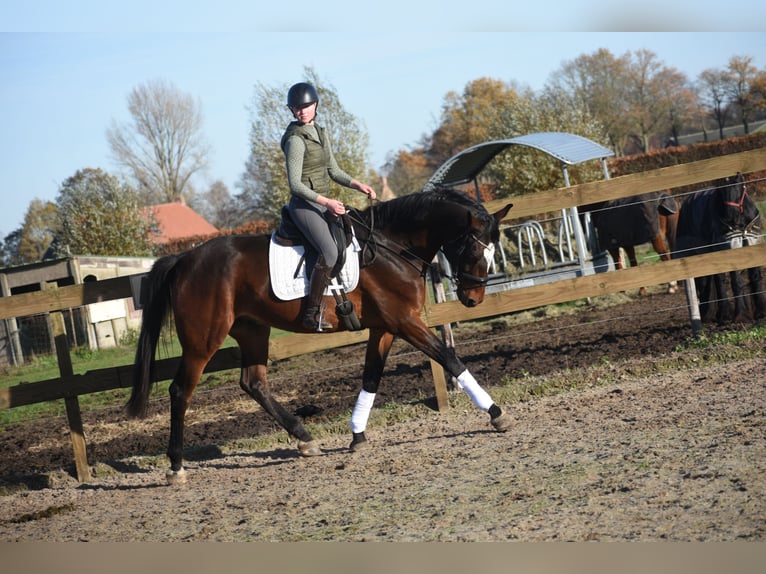 Zangersheide Caballo castrado 5 años 172 cm Castaño oscuro in Achtmaal