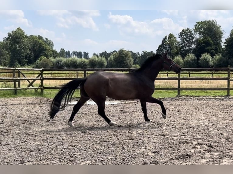 Zangersheide Caballo castrado 5 años 172 cm Castaño oscuro in Kevelaer