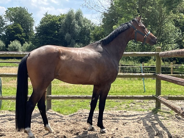 Zangersheide Caballo castrado 5 años 172 cm Castaño oscuro in Kevelaer