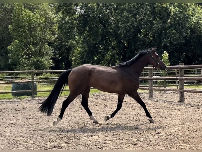 Zangersheide Caballo castrado 5 años 172 cm Castaño oscuro in Kevelaer