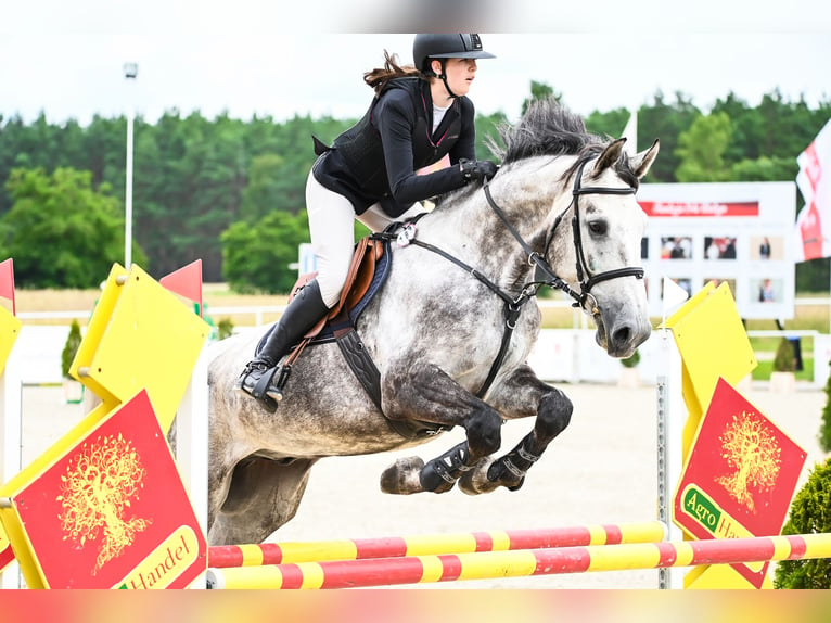 Zangersheide Caballo castrado 5 años 172 cm Tordo in Barczyzna