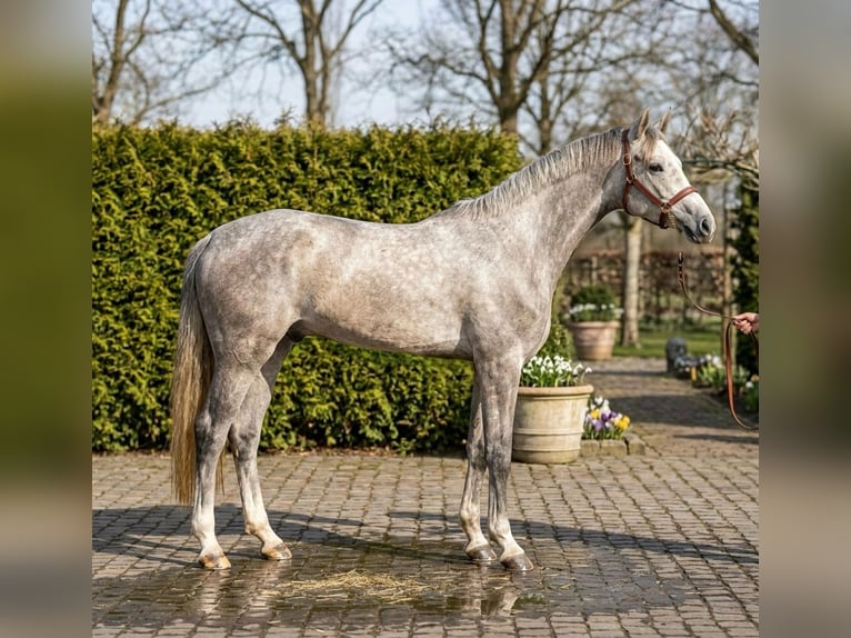 Zangersheide Caballo castrado 5 años 172 cm Tordo in Mór
