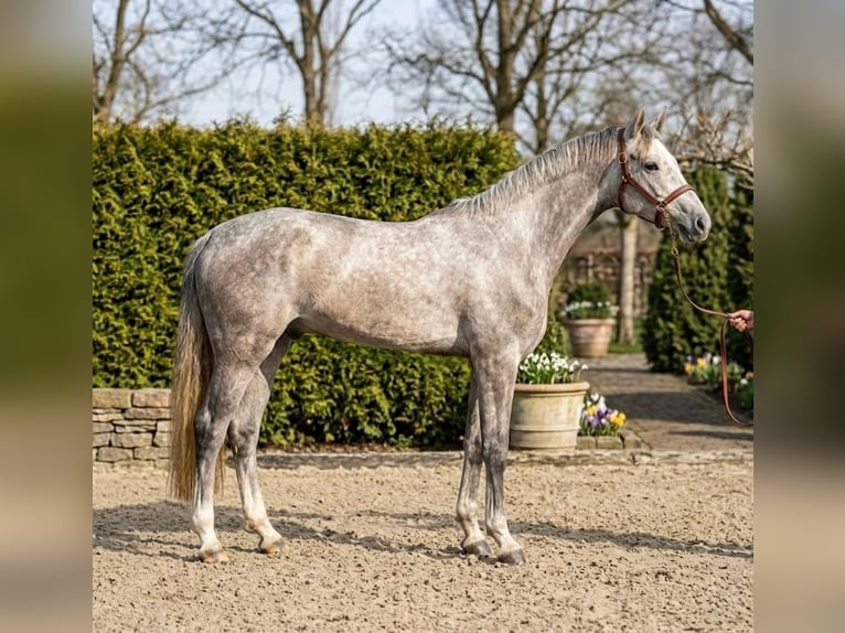 Zangersheide Caballo castrado 5 años 172 cm Tordo rodado in Weppersdorf