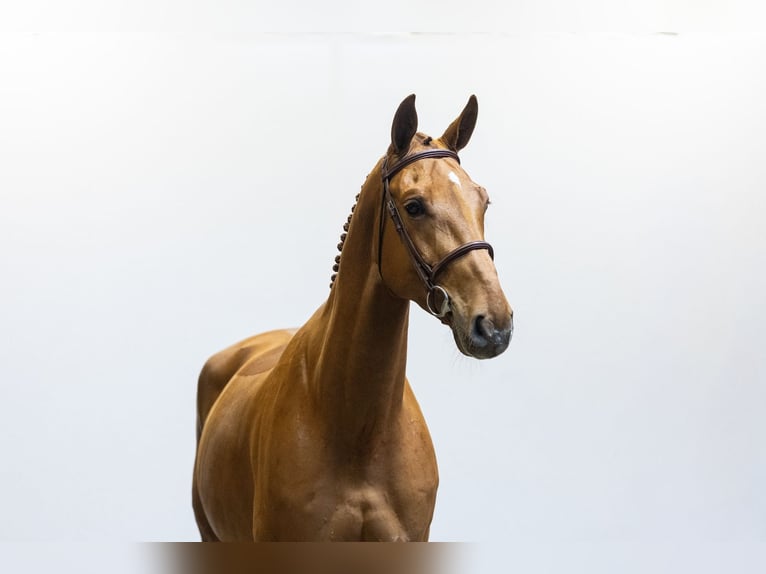Zangersheide Caballo castrado 5 años 173 cm Alazán in Waddinxveen