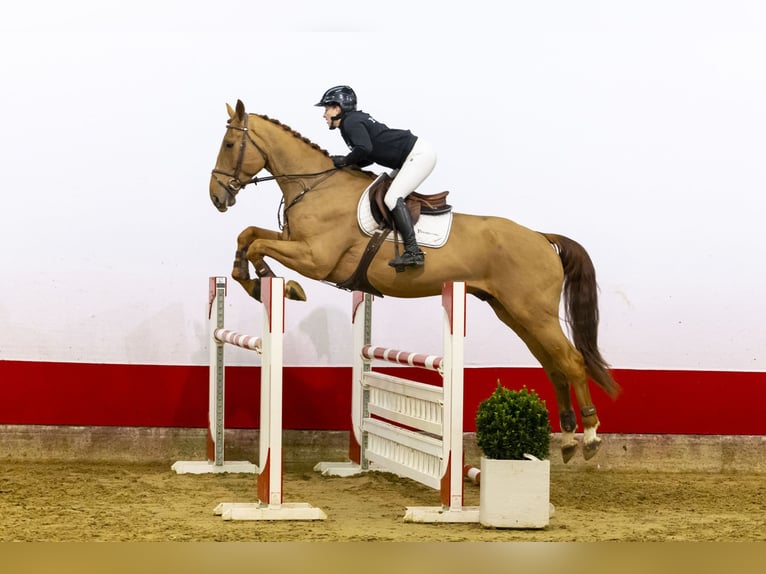 Zangersheide Caballo castrado 5 años 173 cm Alazán-tostado in Waddinxveen