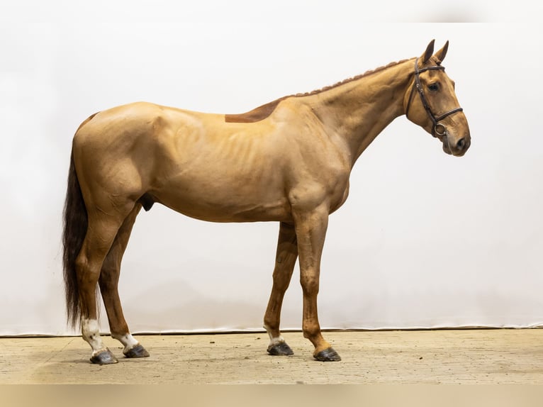 Zangersheide Caballo castrado 5 años 173 cm Alazán-tostado in Waddinxveen