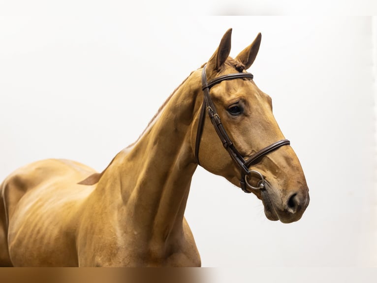 Zangersheide Caballo castrado 5 años 173 cm Alazán-tostado in Waddinxveen