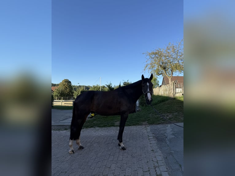 Zangersheide Caballo castrado 5 años 173 cm Castaño oscuro in Bad Driburg